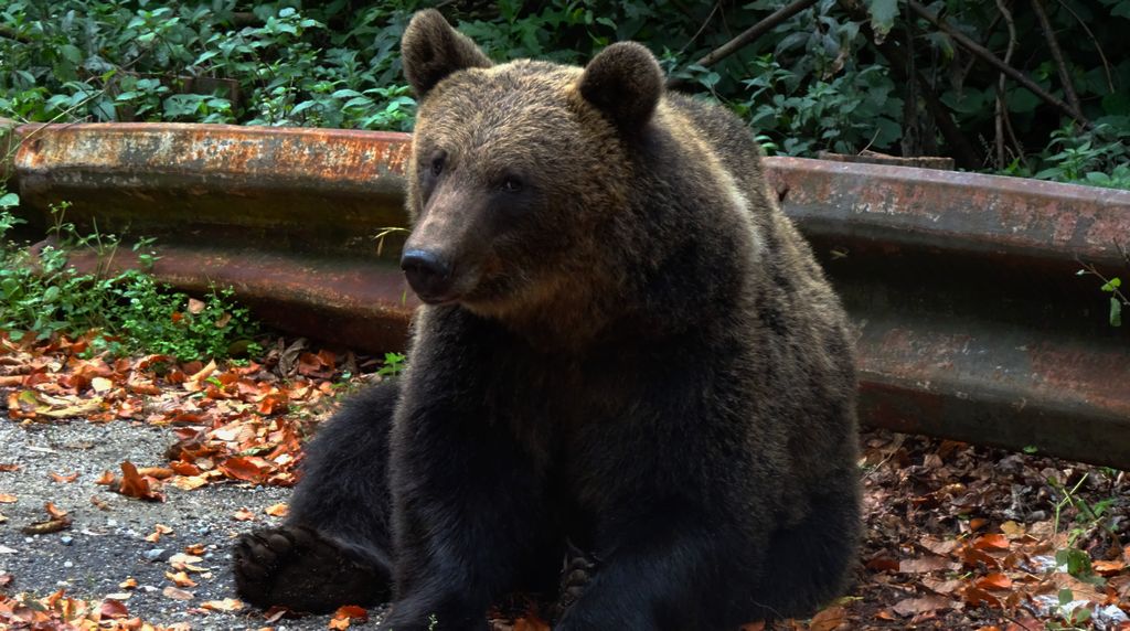Niedźwiedź brunatny (Ursus arctos)