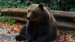 Niedźwiedź brunatny (Ursus arctos)