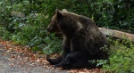 Niedźwiedź brunatny (Ursus arctos)