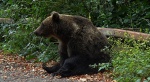 Niedźwiedź brunatny (Ursus arctos)