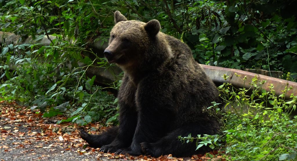 Niedźwiedź brunatny (Ursus arctos)