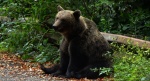 Niedźwiedź brunatny (Ursus arctos)