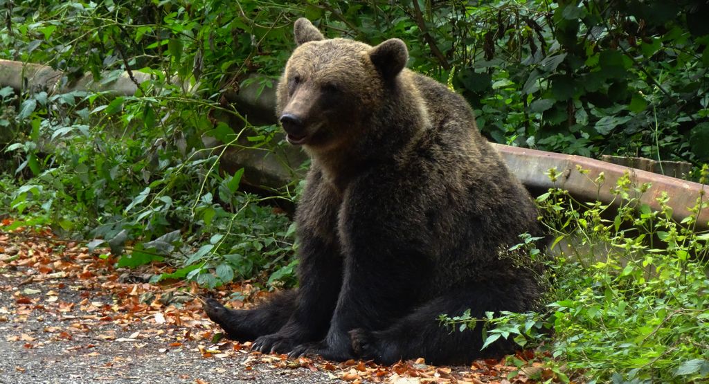 Niedźwiedź brunatny (Ursus arctos)