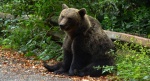 Niedźwiedź brunatny (Ursus arctos)