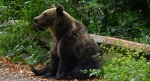 Niedźwiedź brunatny (Ursus arctos)