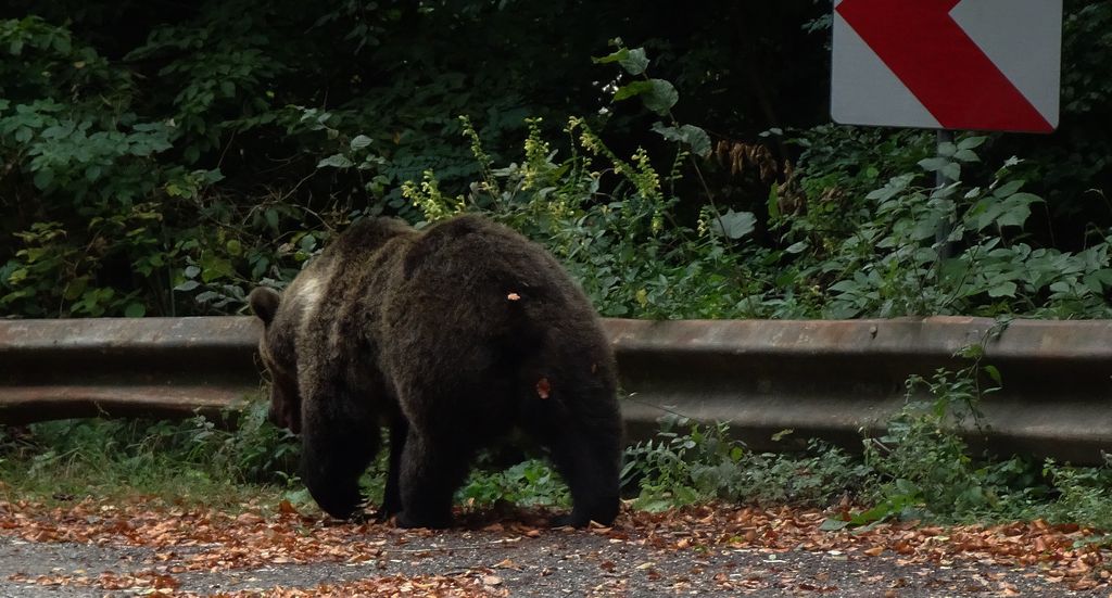 Niedźwiedź brunatny (Ursus arctos)