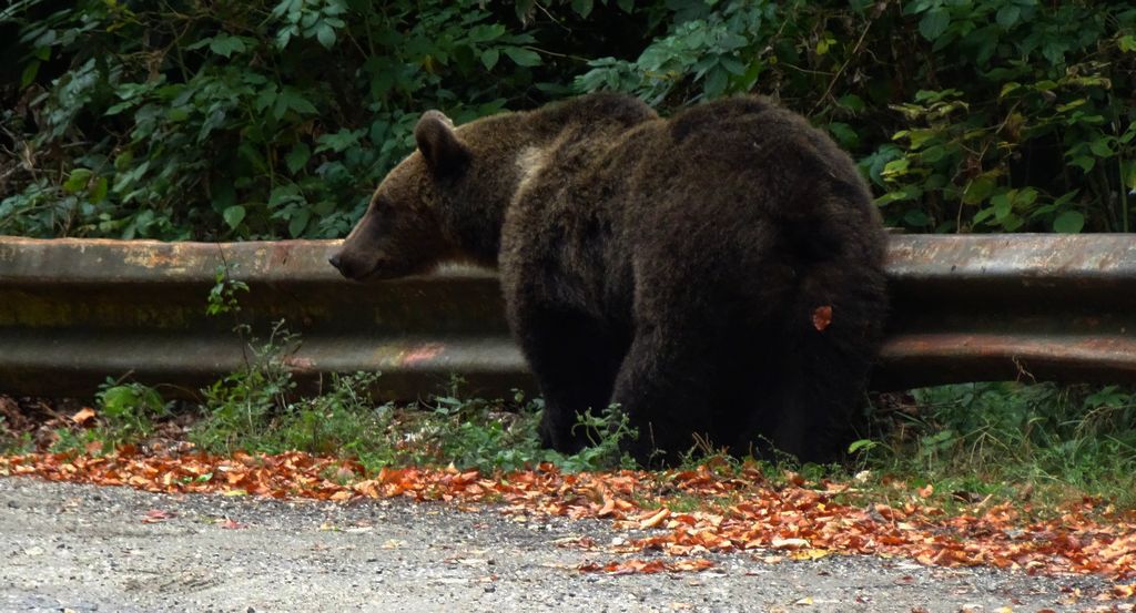 Niedźwiedź brunatny (Ursus arctos)