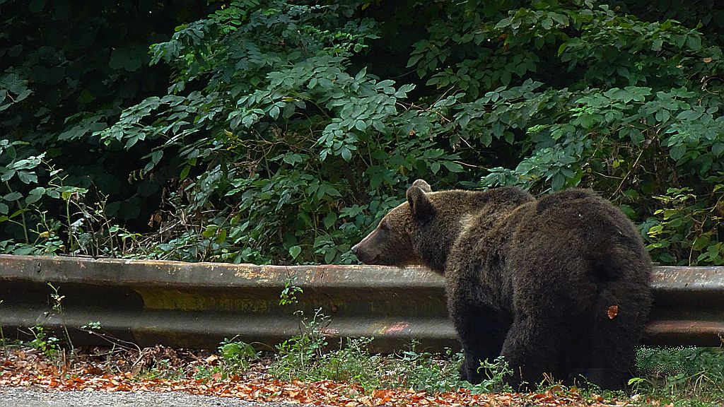 Niedźwiedź brunatny (Ursus arctos)