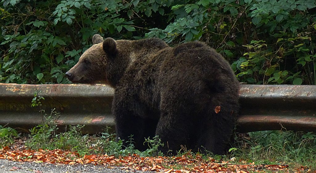 Niedźwiedź brunatny (Ursus arctos)