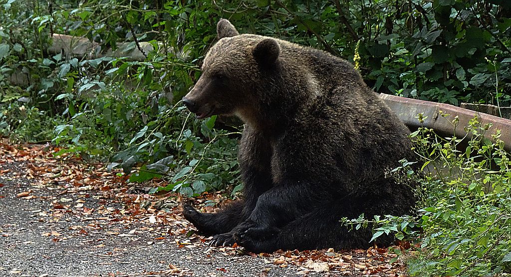 Niedźwiedź brunatny (Ursus arctos)