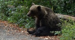 Niedźwiedź brunatny (Ursus arctos)