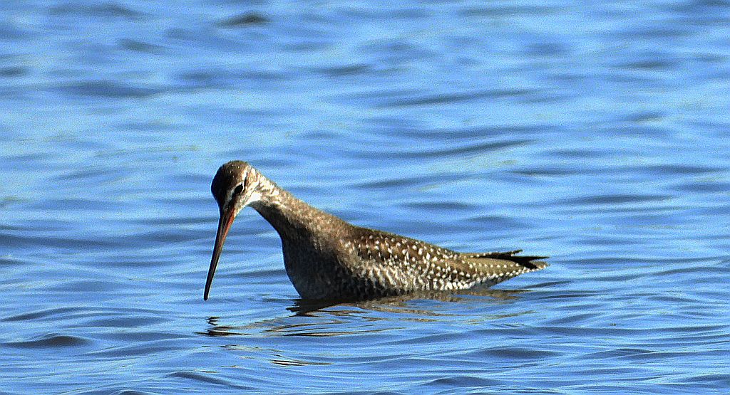 Brodziec śniady (Tringa erythropus)