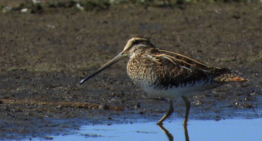 Kszyk, bekas kszyk, bekas baranek (Gallinago gallinago)