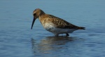 Biegus zmienny (Calidris alpina)