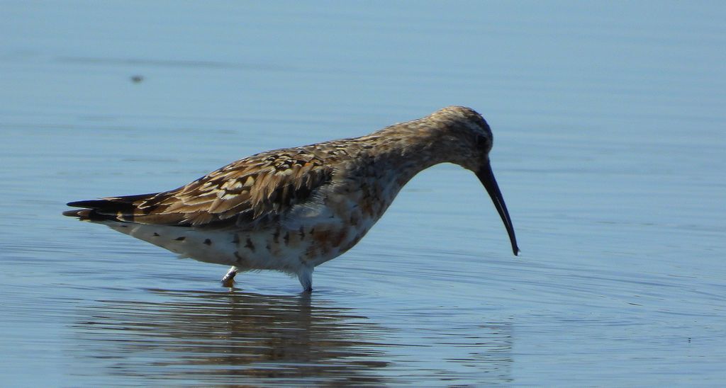 Biegus krzywodzioby (Calidris ferruginea)