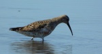 Biegus krzywodzioby (Calidris ferruginea)