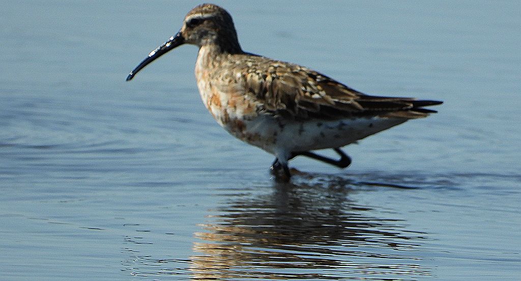 Biegus krzywodzioby (Calidris ferruginea)
