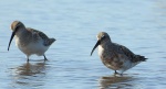 Biegus krzywodzioby (Calidris ferruginea)