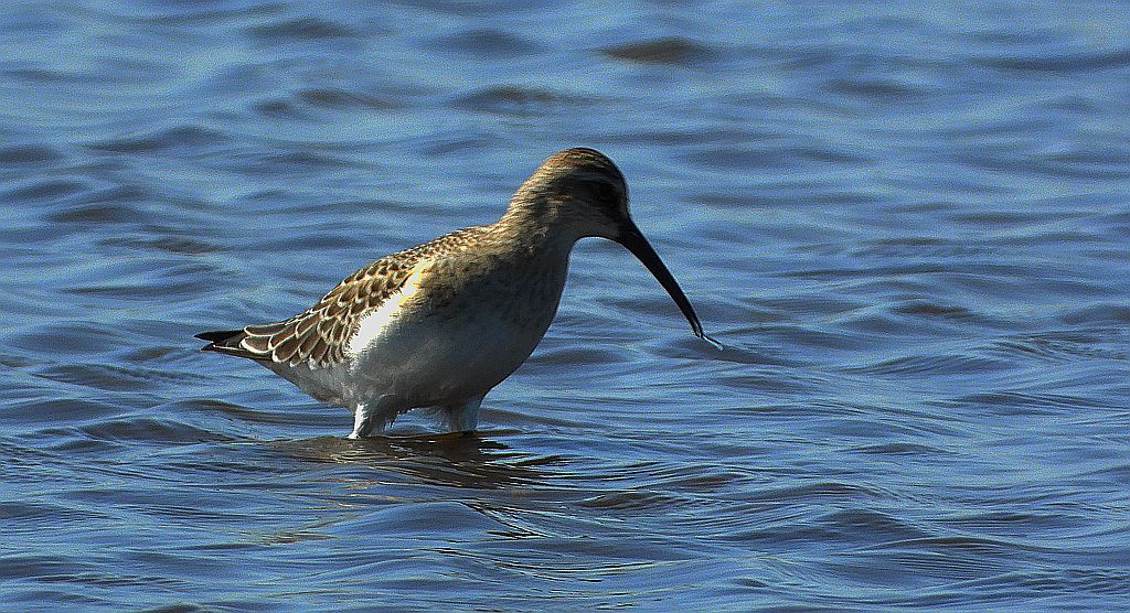 Biegus krzywodzioby (Calidris ferruginea)
