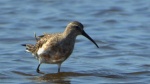 Biegus krzywodzioby (Calidris ferruginea)