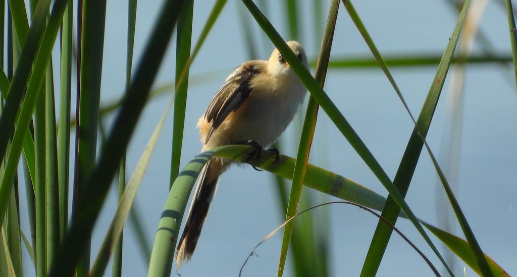 Wąsatka (Panurus biarmicus)