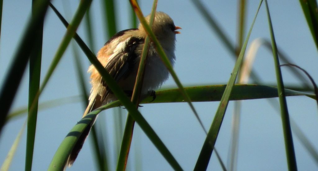 Wąsatka (Panurus biarmicus)