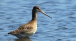 Rycyk, szlamik rycyk, szlamnik rycyk (Limosa limosa)