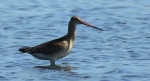 Rycyk, szlamik rycyk, szlamnik rycyk (Limosa limosa)