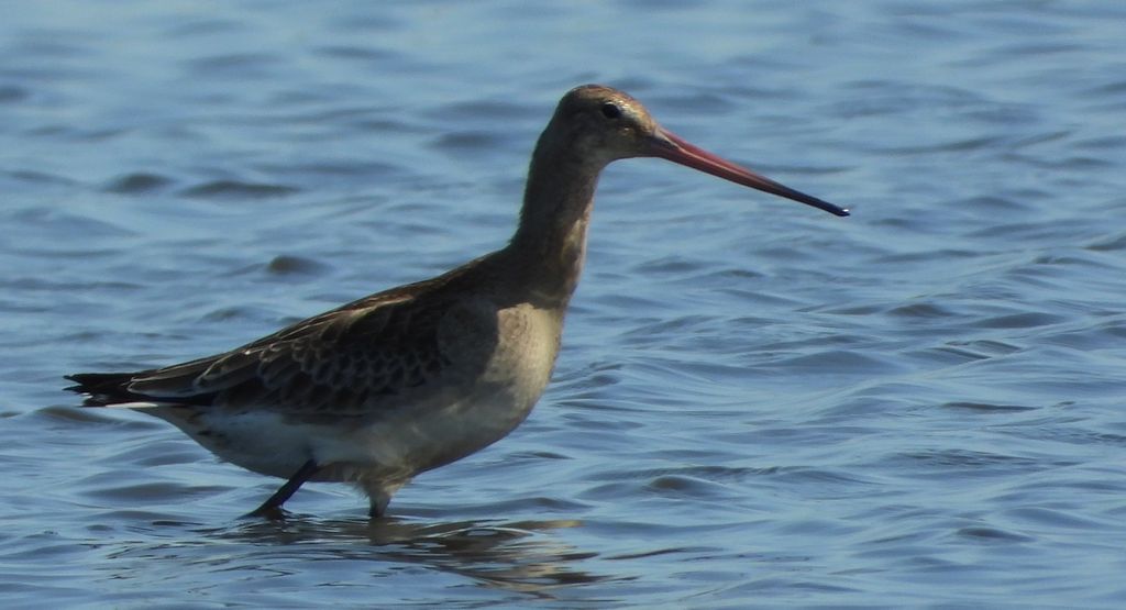 Rycyk, szlamik rycyk, szlamnik rycyk (Limosa limosa)