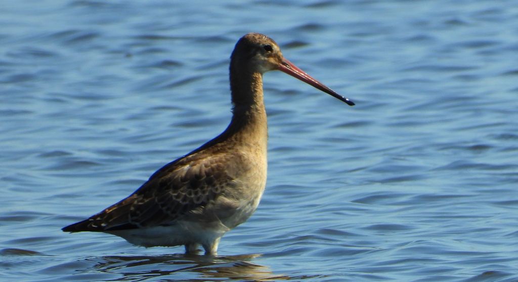 Rycyk, szlamik rycyk, szlamnik rycyk (Limosa limosa)