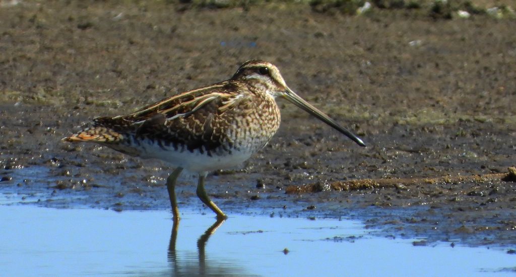 Kszyk, bekas kszyk, bekas baranek (Gallinago gallinago)
