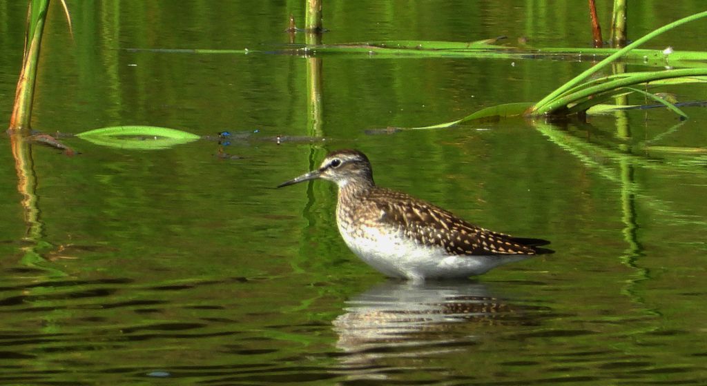 Łęczak, brodziec leśny, trawnik (Tringa glareola)