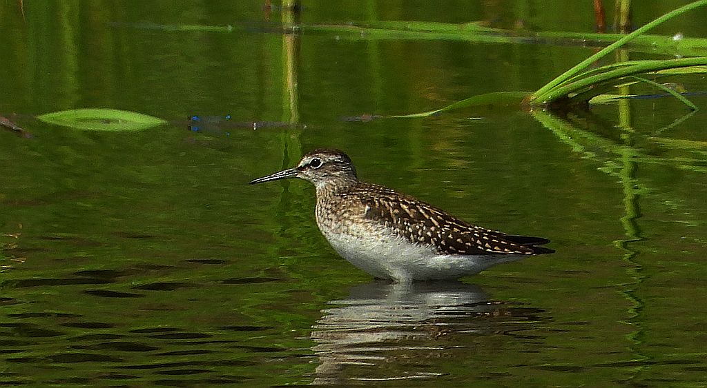Łęczak, brodziec leśny, trawnik (Tringa glareola)