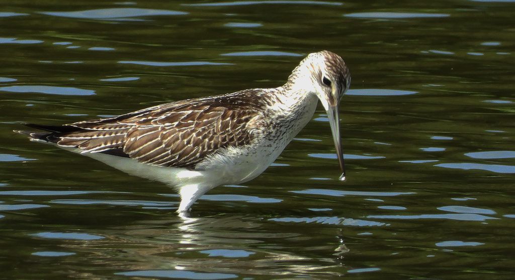 Kwokacz, brodziec kwokacz (Tringa nebularia)