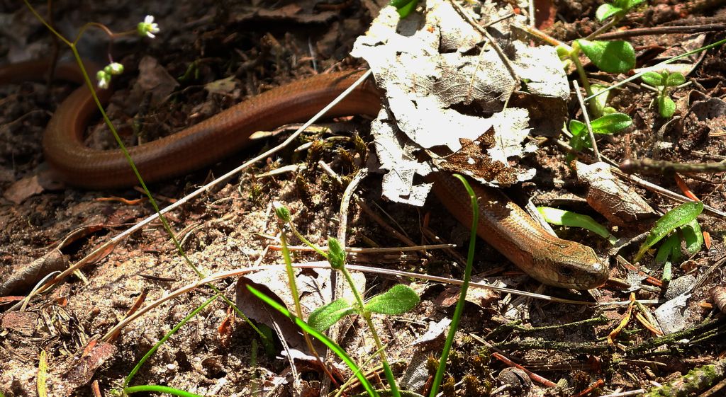 Padalec zwyczajny (Anguis fragilis)