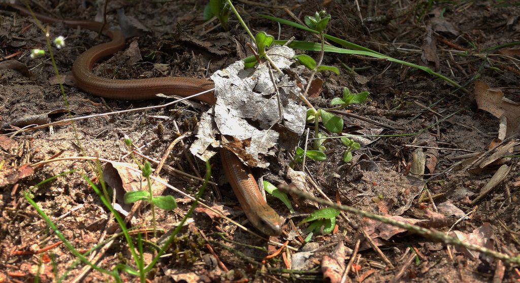 Padalec zwyczajny (Anguis fragilis)