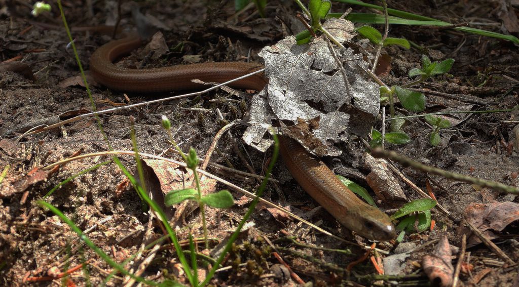 Padalec zwyczajny (Anguis fragilis)
