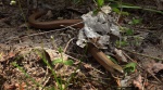 Padalec zwyczajny (Anguis fragilis)