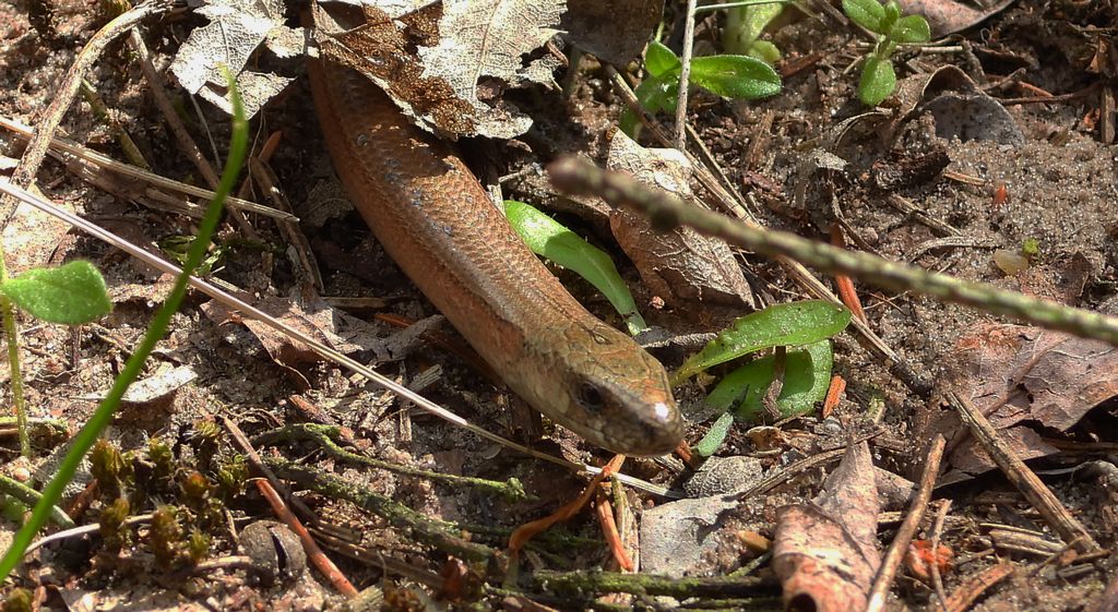 Padalec zwyczajny (Anguis fragilis)