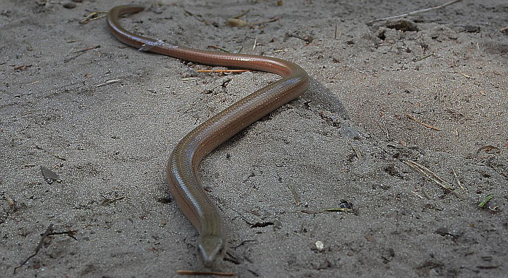 Padalec zwyczajny (Anguis fragilis)