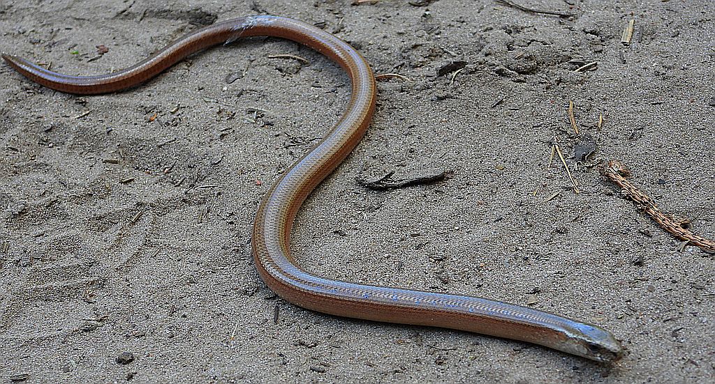 Padalec zwyczajny (Anguis fragilis)
