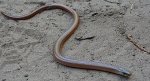 Padalec zwyczajny (Anguis fragilis)