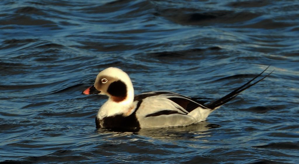 Lodówka, kaczka lodówka (Clangula hyemalis)