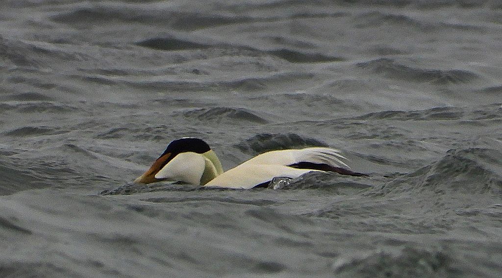 Edredon zwyczajny, kaczka edredonowa, miękkopiór (Somateria mollissima)