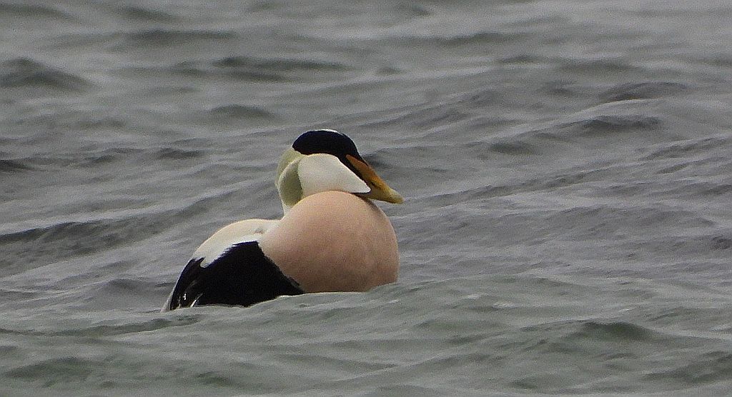 Edredon zwyczajny, kaczka edredonowa, miękkopiór (Somateria mollissima)