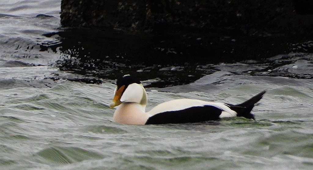 Edredon zwyczajny, kaczka edredonowa, miękkopiór (Somateria mollissima)