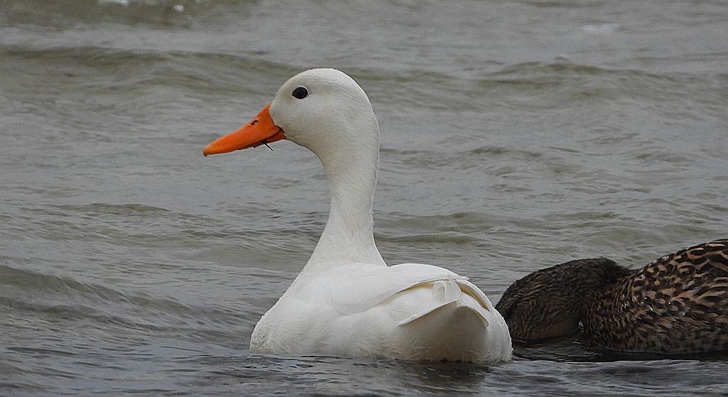 Biała kaczka