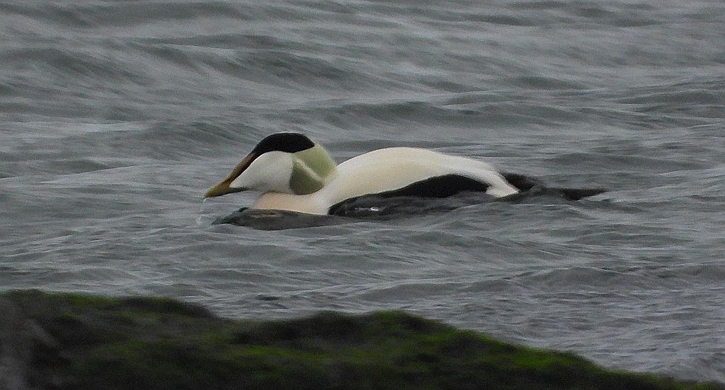 Edredon zwyczajny, kaczka edredonowa, miękkopiór (Somateria mollissima)
