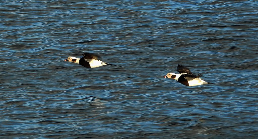 Lodówka, kaczka lodówka (Clangula hyemalis)