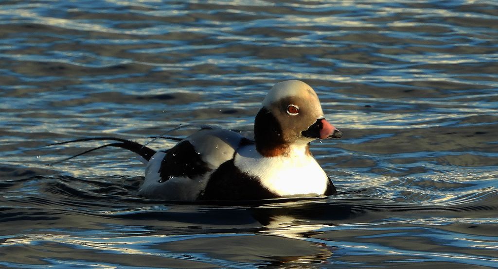 Lodówka, kaczka lodówka (Clangula hyemalis)